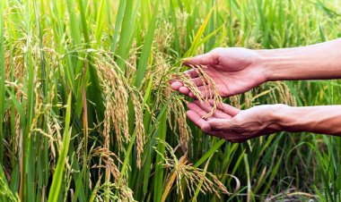 ยกระดับ "ข้าว" ด้วยนวัตกรรม เสริมแกร่งผู้นำส่งออก-ความมั่นคงอาหารโลก