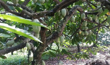 ชาวสวนใต้เร่งฟื้นฟูสวนโกโก้รกร้างรับราคาพุ่งสวนทางยาง-ปาล์มผันผวน