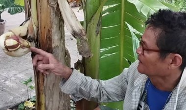 สุดแปลก...!?!  กล้วยออกปลีกลางลำต้น คล้ายอวัยวะเพศชาย