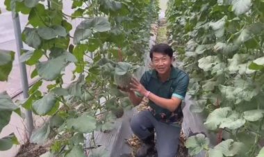 หนุ่มอุทัยธานีตัดสินใจออกจากงานประจำ!!หันมาปลูกเมล่อนขาย รายได้ดี