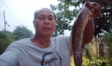 ฝนตกชุ่มฉ่ำทุกวันพบทั้งปลาหมอ-ปลาช่อนแถกเหงือกขึ้นฝั่งบนบกหาที่วางไข่-หาแหล่งน้ำใหม่