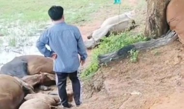 สุดเศร้า! ชาวบ้านชุมพวง ผูกวัวเลี้ยงไว้ใต้ต้นไม้ กลางทุ่งนา ถูกฟ้าผ่าตายเรียบ 8 ตัว