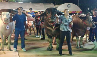 คึกคัก! ประเพณีสู่ขวัญควายครั้งที่ 4 ชิงชัยกระบือบาลภาคตะวันออก