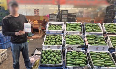 ตรวจยึดอะโวคาโดเวียดนามลอบนำเข้าเกือบ 11 ตัน มูลค่า 1.2 ล้านบาท