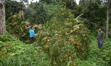 ชาวสวนจันทบุรีน้ำตาตก ช้างป่า บุกโค่นต้นทุเรียนล้มระเนระนาดเสียหายหลายแสนบาท