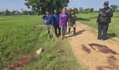 ชาวบุรีรัมย์ผวาโจรซอยจุ๊อาละวาดบุกชำแหละวัวถึงคอก วอนตำรวจเร่งล่าตัว