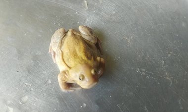 ฮือฮา!อึ่งสีทองหน้าตาน่ารักลักษณะคล้ายน้องฮิปโปแคระ