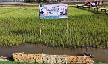 กรมประมงชู "พะเยาโมเดล"เลี้ยงปลาในนาข้าวเสริมความมั่นคงทางอาหาร