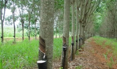 กว่า 70 ปี ยางพาราไทย ไร้พัฒนาสายพันธุ์ใหม่ ด้อยคุณภาพ ฉุดราคาตกต่ำ