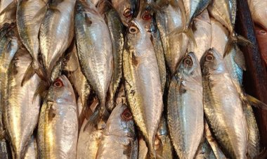 “ปลาทู” ท้องทะเลไทย สุดยอด “ซุปเปอร์ ฟู้ด” ของดีบนจานอาหาร