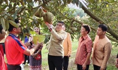 เตรียมจัดยิ่งใหญ่ "เทศกาลทุเรียนภูเขาไฟศรีสะเกษ" ปลุกท่องเที่ยว กระตุ้นเศรษฐกิจ