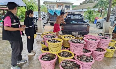 งบฯ มา...ปลา “ผุด”..เร่งจับปลาหมอคางดำออกจากบ่อเลี้ยง-บ่อร้าง ควบคุมการแพร่ระบาด