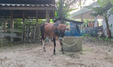 โคบุญ "กุรบาน"ราคาพุ่งรับวัน"อีดิ้ลอัฎฮา"เงินสะพัดทั่วใต้กว่า 400 ล้าน