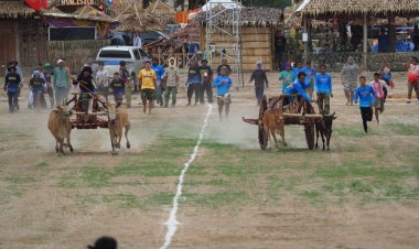 บ้านลาดจัดยิ่งใหญ่แข่งวัวเทียมเกวียนฟื้นฟูและอนุรักษ์ประเพณีดั้งเดิมของท้องถิ่น