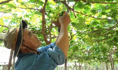 ‘องุ่นไร้เมล็ด’ปลอดสารพิษ สู่โมเดลเกษตรผสมผสาน-สร้างรายได้ยั่งยืน