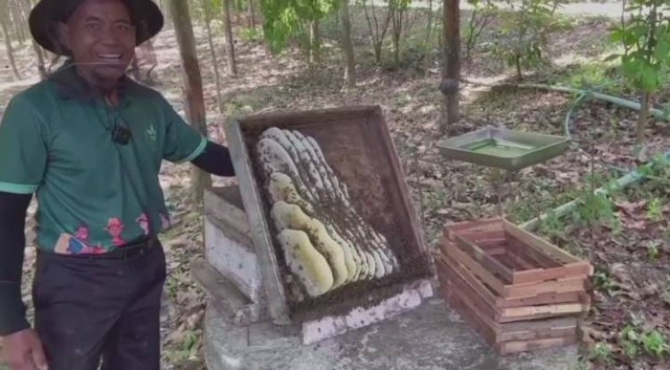 เกษตรกรชาวอุทัยธานีพลิกสวนยางเลี้ยงผึ้งโพรงทำรายได้เสริมปีละนับแสน