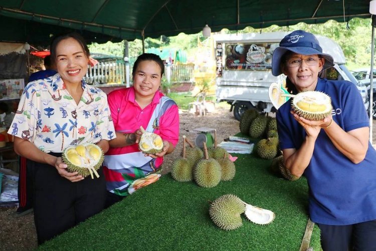 คอทุเรียนห้ามพลาดชิม! “ทุเรียนสาลิกา” ราชาทุเรียนบ้าน No.1 ของภาคใต้