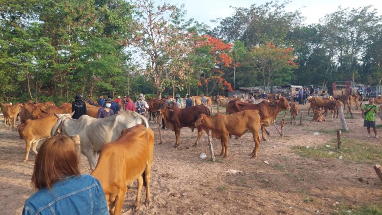 อำนาจเจริญยกระดับคุมเข้มเฝ้าระวังป้องกันโรคแอนแทรกซ์หวั่นแพร่ระบาด