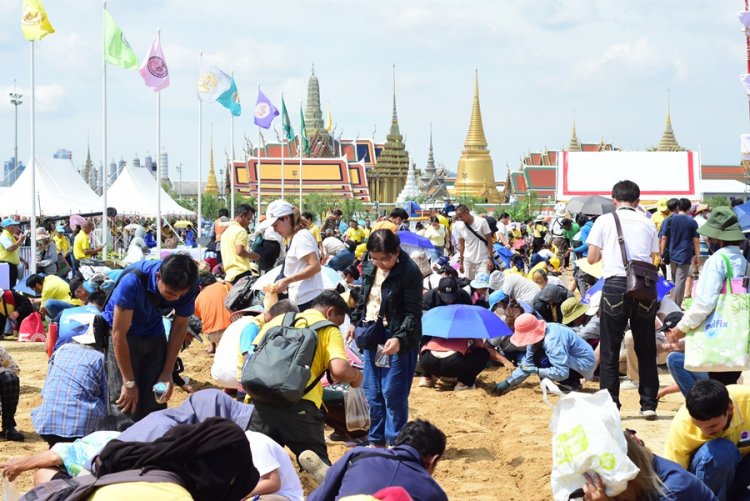 ประชาชนแห่แย่งเม็ดพันธุ์ข้าว-ต้นไม้ในพระราชพิธีพืชมงคลจรดพระนังคัลแรกนาขวัญ
