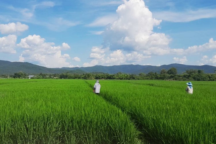 CPF ปันน้ำปุ๋ยสู่เกษตรกร ลดเสี่ยงภัยแล้ง ลดต้นทุน เพิ่มผลผลิต