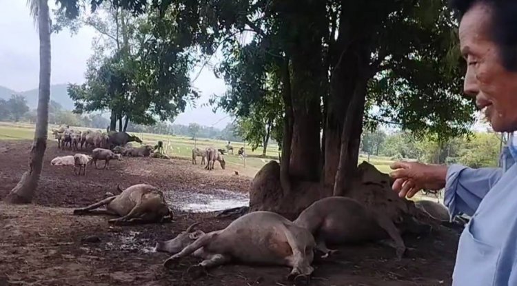 คุณตาช็อค!ฟ้าผ่าควายตัวเมียตาย 4 ตัว เสียหายเหยียบล้าน