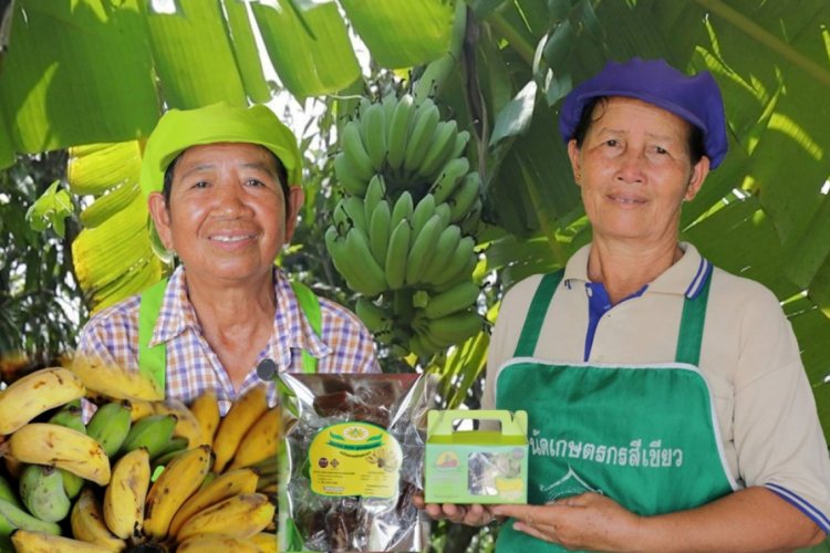 พลิก "กล้วย" เหลือทิ้ง สู่ของฝากขึ้นชื่อจังหวัดพิษณุโลก