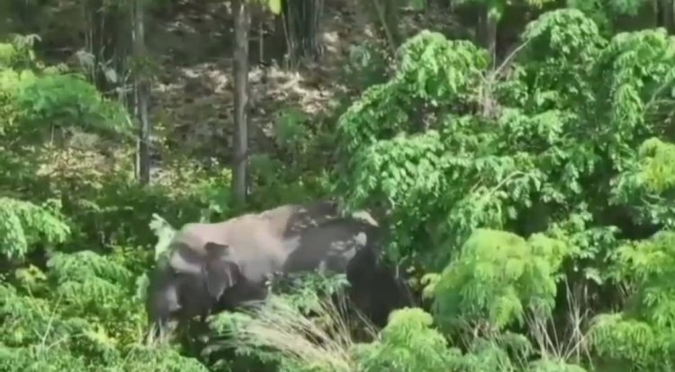 จนท.สนธิกำลังชาวบ้านผลักดันช้างเข้าป่าป้องกันซ้ำรอยไล่ตืบชาวบ้านเสียชีวิต