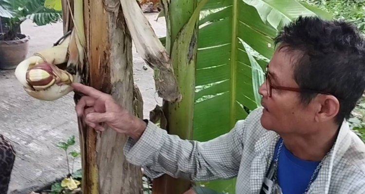 สุดแปลก...!?! กล้วยออกปลีกลางลำต้น คล้ายอวัยวะเพศชาย
