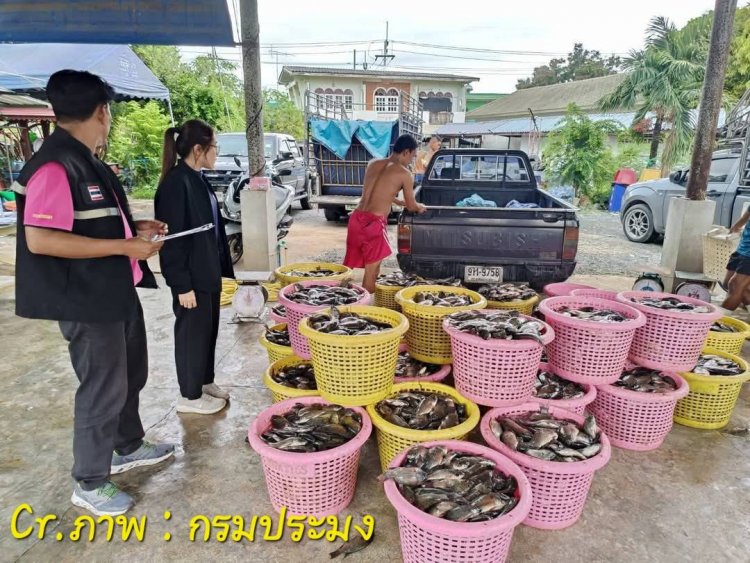 งบฯ มา...ปลา “ผุด”..เร่งจับปลาหมอคางดำออกจากบ่อเลี้ยง-บ่อร้าง ควบคุมการแพร่ระบาด