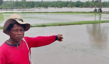 เกษตรกรชาวสุรินทร์ระทมทุกข์ฝนตกติดต่อกันยาวนาน ข้าวจมน้ำเน่าเสีย