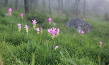 ชัยภูมิชวนสัมผัสมนต์เสน่ห์ “ดอกกระเจียวบานช่ำ” กลางสายหมอกแห่งเทือกเขาป่าหินงาม