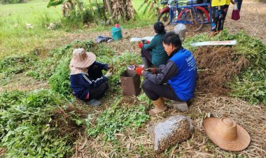 สศก.หนุนเกษตรกรนอกเขตชลประทานปลูกถั่วลิสงเพิ่มรายได้