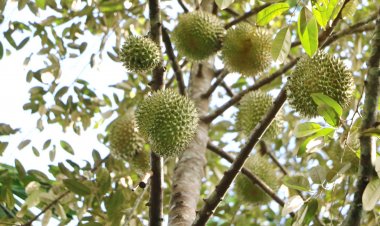 แรท์ไอแทม "ทองตำตัว" ทุเรียนหากินยาก  รสชาติหวานมันกลมกล่อม