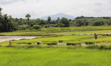 ชาวนาชัยภูมิล้มป่วยติดเชื้อไข้ดินพุ่ง 19 ราย สังเวยแล้ว 4 ศพ