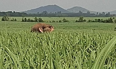 เจ้าหน้าที่เร่งผลักดันช้างเขาอ่างฤาไนดุกลับถิ่นเดิมฉะเชิงเทรา