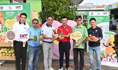 "พาณิชย์" จับมือ4ปั้ม รับซื้อมะม่วง แจกลูกค้าเติมน้ำมัน