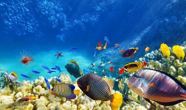 “อลงกรณ์”ชี้3สาเหตุหลักทำทะเลวิกฤติ เผยไทยร่วมสหประชาชาติดันกฎหมายปกป้องมหาสมุทร