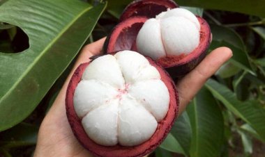 “มังคุดในสายหมอกเบตง”สินค้า GI ของดียะลา สร้างรายได้สู่ชุมชนกว่า 62 ล้าน/ปี