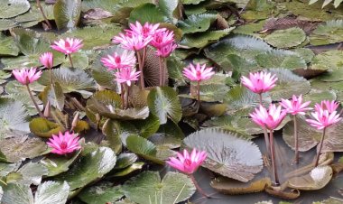 ของดีบนสายน้ำ !!! “สายบัว “ ผักสารพัดปรุงกลางทุ่ง “บัวแดง”