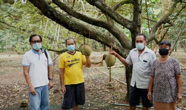 เคล็ดลับซื้อทุเรียนกินช่วงฝนตกชุก-ฝนทิ้งช่วงแตกต่างกันอย่างไร?