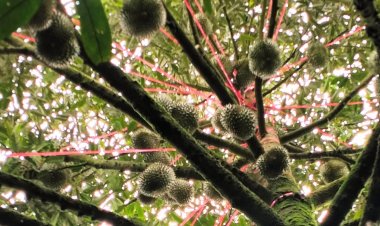 ปี 2568 ผลผลิต “ทุเรียน”ภาคใต้ พุ่ง 14 % มากกว่า 600,000 ตัน