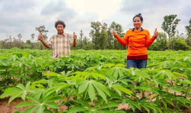 "อุบลไบโอ" ขยายมันสัมปะหลังพันธุ์ใหม่ ต้านไวรัสใบด่างปี'70 เพิ่มพื้นที่ 2 หมื่นไร่
