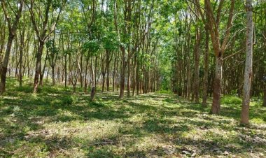 คยปท.ระบุ ยางเป็น “ยุทธปัจจัย”ส่งครามตะวันออกดันยางพาราราคาขยับ