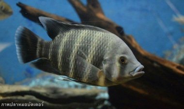 “ปลาหมอบัตเตอร์เขื่อนสิริกิต์ ภัยคุกคามเงียบที่สังคมไทยปิดตา”