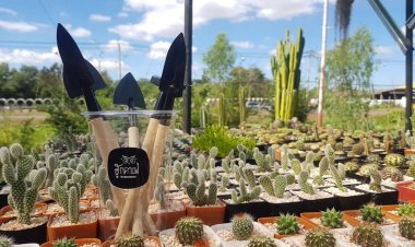 พลิกวิกฤตแคนตัสราคาวูบปลูกกระกระบองเพชรกินได้ผลิตแทบไม่ทัน