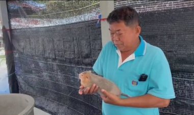 สัตว์เศรษฐกิตตัวใหม่อนาคตไกล!เลี้ยงตัวอ้อนส่งออกตลาดจีน-เวียดนาม