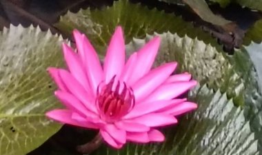 ชมสีสันงามตา “ราชินีแห่งไม้น้ำ” ยามเช้า