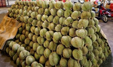 “รมว.นฤมล” เร่งแก้ผลไม้ล้นตลาด เตรียมรับเดือนก.ค. ทุเรียน-มังคุดทะลัก