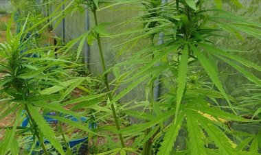 วิสาหกิจชุมชนปราจีนบุรีแจงเลิกปลูกกัญชาแล้วเหตุตลาดไปไม่สวย