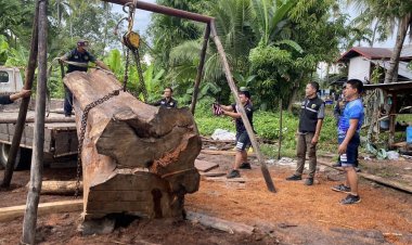 ทหารสนธิกำลังป่าไม้บุกรวบช่างไม้เถื่อนลักลอบแปรรูป “ประดู่ยักษ์” คาบ้าน